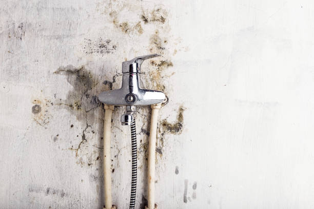 Best White Mold Remediation in Sound Beach, NY